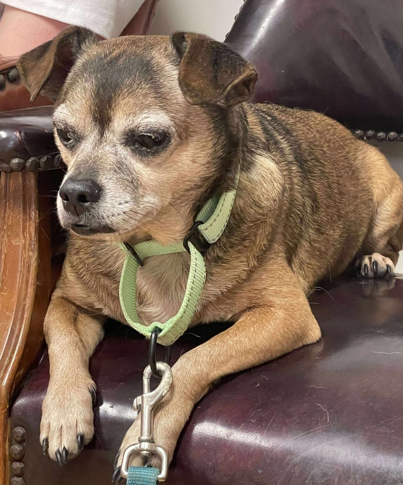 Rocco *Bonded Pair*, an adoptable Jack Russell Terrier in Halifax, NS, B3J 3A5 | Photo Image 2