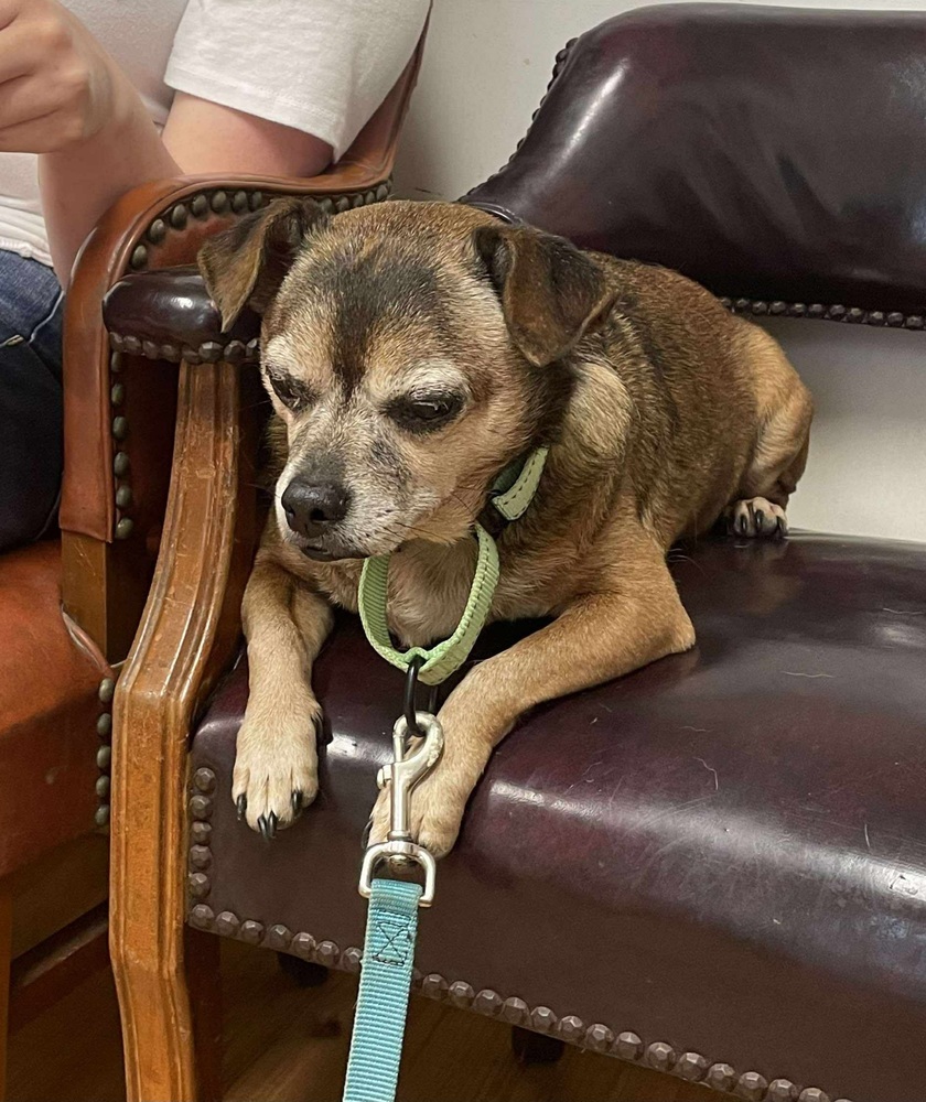 Rocco *Bonded Pair*, an adoptable Jack Russell Terrier in Halifax, NS, B3J 3A5 | Photo Image 3