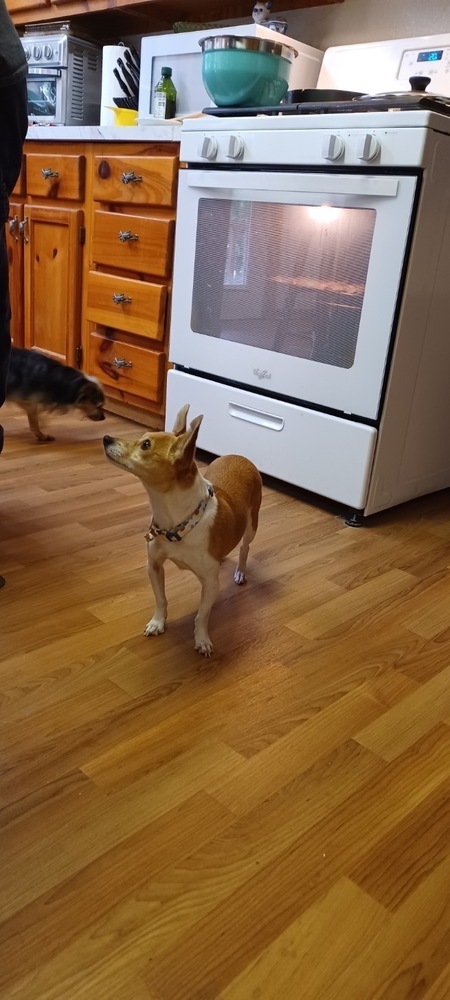 JuJu, an adoptable Chihuahua in Halifax, NS, B3J 3A5 | Photo Image 2