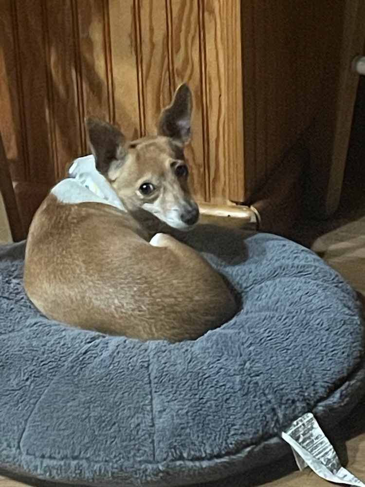 JuJu, an adoptable Chihuahua in Halifax, NS, B3J 3A5 | Photo Image 3