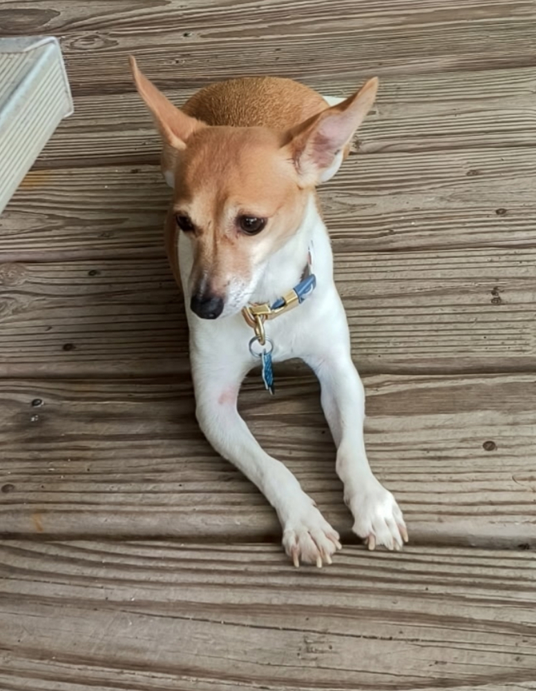 JuJu, an adoptable Chihuahua in Halifax, NS, B3J 3A5 | Photo Image 4