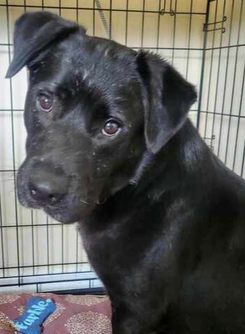 Bob BAC-A-136851, an adoptable Retriever in Halifax, NS, B3J 3A5 | Photo Image 1