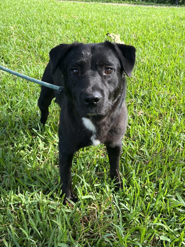 Bob BAC-A-136851, an adoptable Retriever in Halifax, NS, B3J 3A5 | Photo Image 2