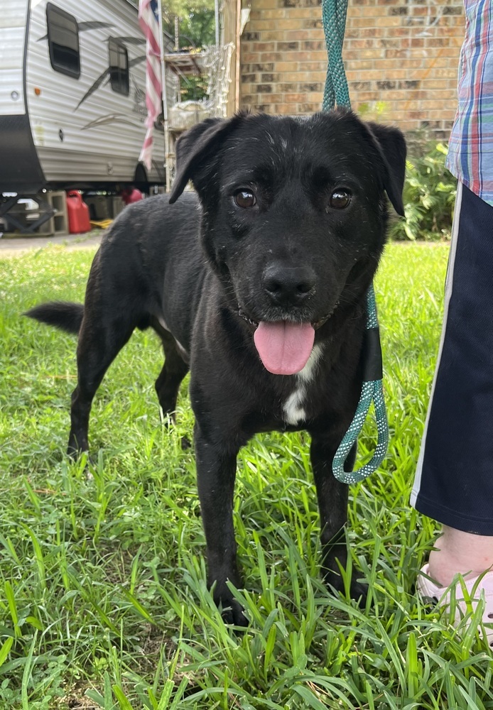 Bob BAC-A-136851, an adoptable Retriever in Halifax, NS, B3J 3A5 | Photo Image 5