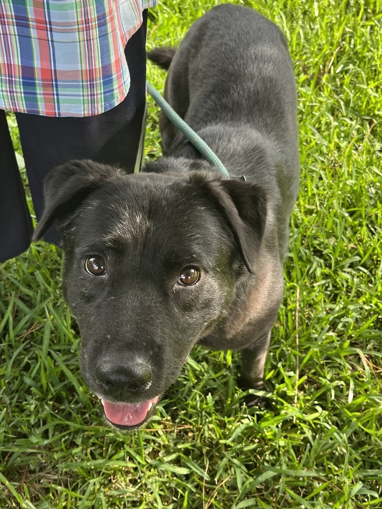 Bob BAC-A-136851, an adoptable Retriever in Halifax, NS, B3J 3A5 | Photo Image 6