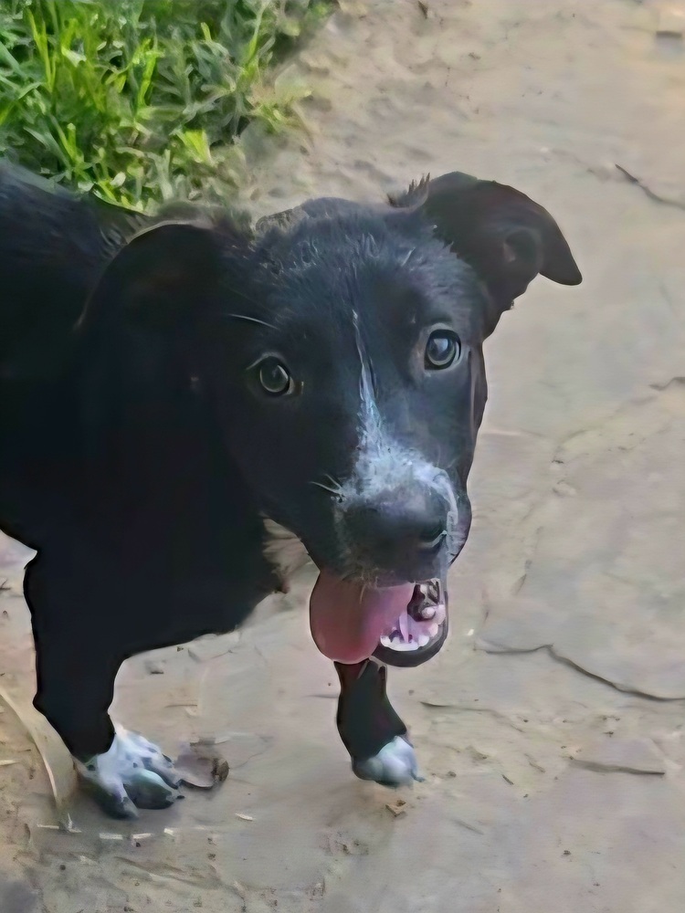 Taja, an adoptable Australian Cattle Dog / Blue Heeler, Labrador Retriever in Halifax, NS, B3J 3A5 | Photo Image 2