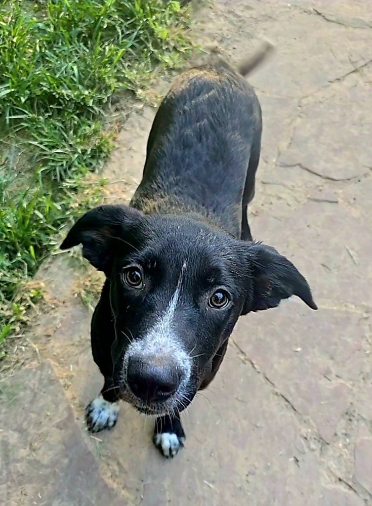 Taja, an adoptable Australian Cattle Dog / Blue Heeler, Labrador Retriever in Halifax, NS, B3J 3A5 | Photo Image 3
