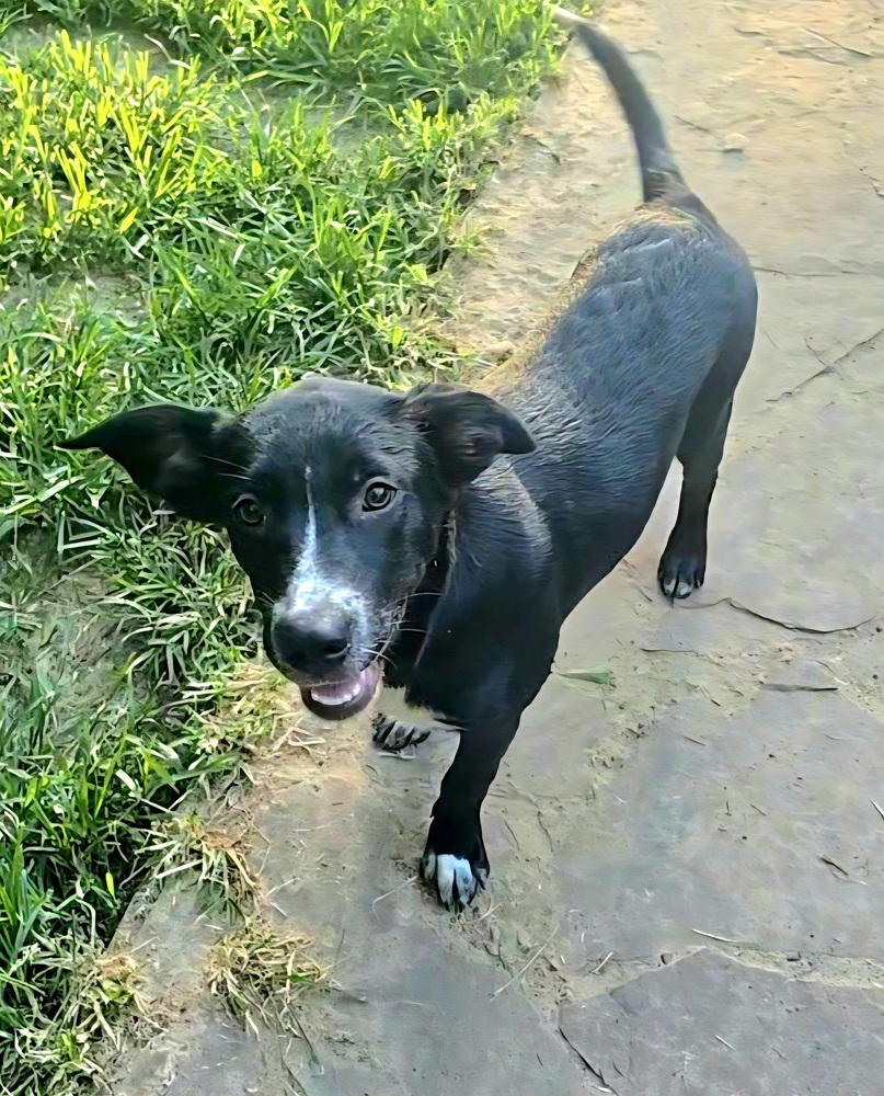 Taja, an adoptable Australian Cattle Dog / Blue Heeler, Labrador Retriever in Halifax, NS, B3J 3A5 | Photo Image 4