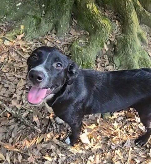 Taja, an adoptable Australian Cattle Dog / Blue Heeler, Labrador Retriever in Halifax, NS, B3J 3A5 | Photo Image 5
