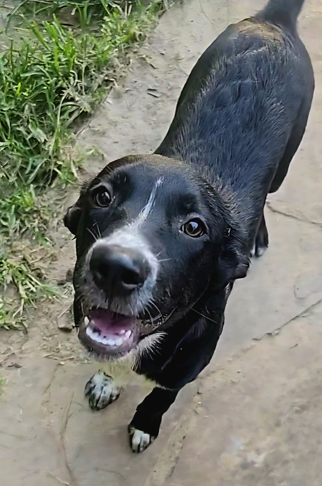 Taja, an adoptable Australian Cattle Dog / Blue Heeler, Labrador Retriever in Halifax, NS, B3J 3A5 | Photo Image 6