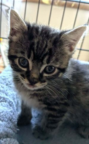 Beryl, Baby Female Domestic Short Hair