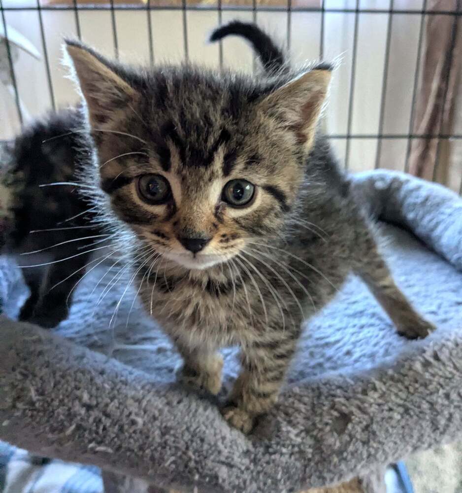 Benji