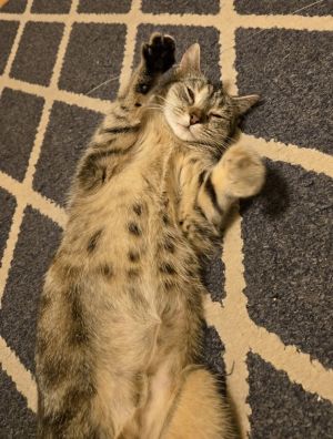 Apple - In Foster Home, Young Female Domestic Short Hair