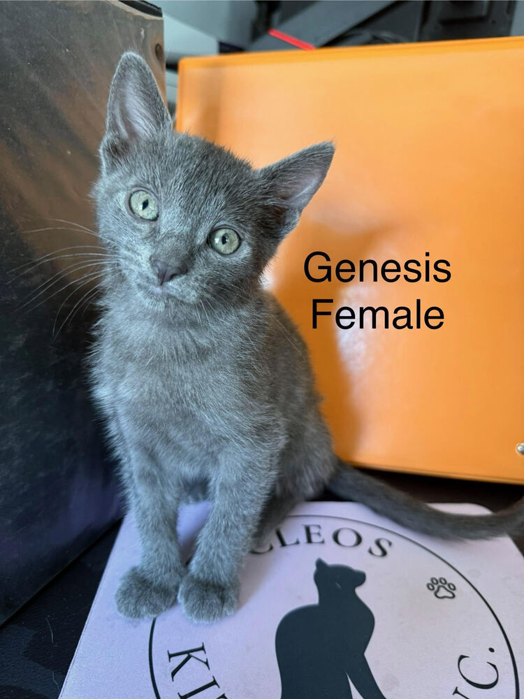 Genesis