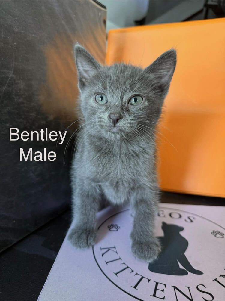 Bentley