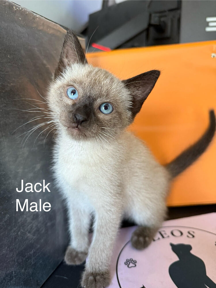 Jack