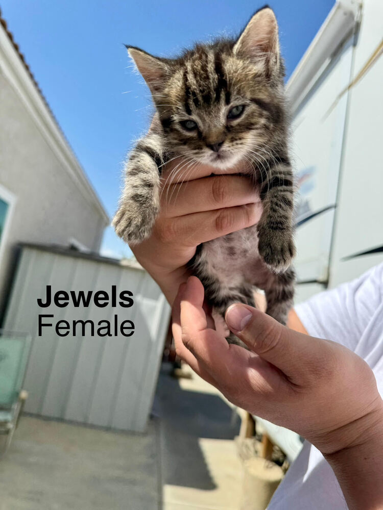 Jewels