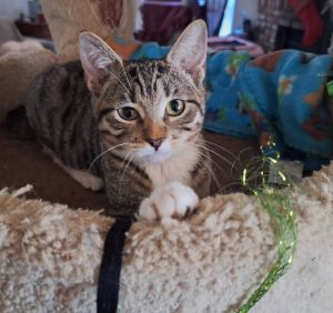 Harlow, Baby Male Domestic Short Hair