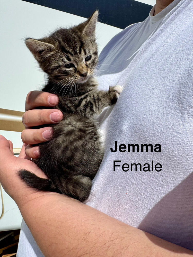 Jemma