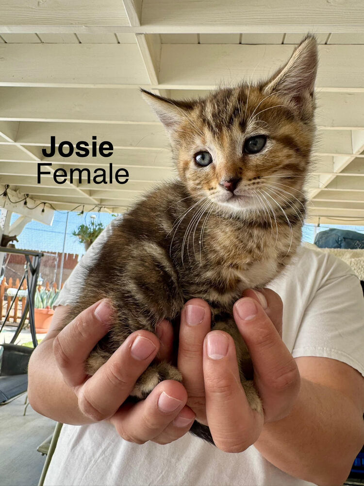 Josie