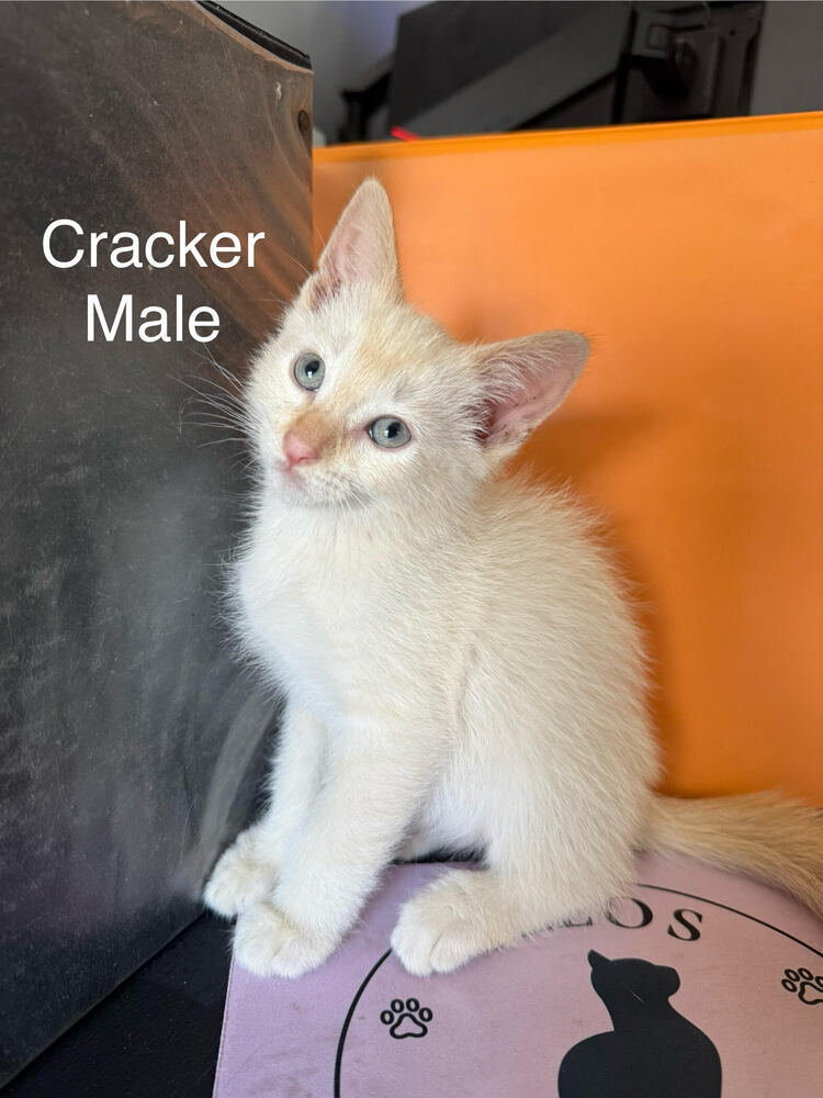 Cracker