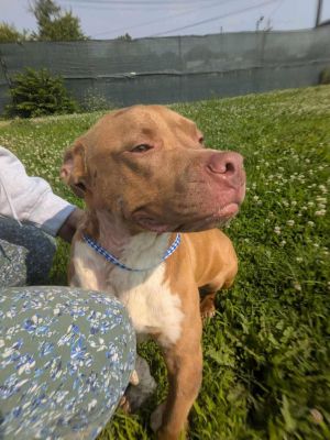 Ziggy, Adult Male Pit Bull Terrier