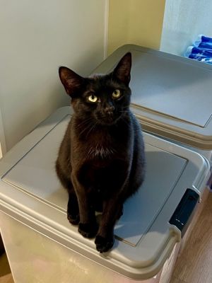 Black with a little white on her chest