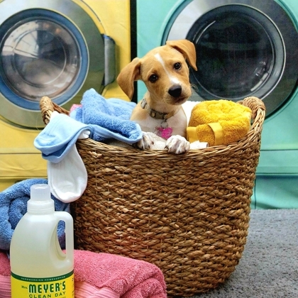 Jacinto, an adoptable Spaniel, Mixed Breed in Fort Worth, TX, 76102 | Photo Image 1