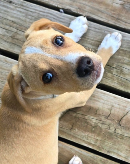 Jacinto, an adoptable Spaniel, Mixed Breed in Fort Worth, TX, 76102 | Photo Image 2