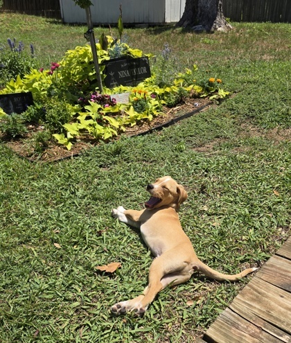 Jacinto, an adoptable Spaniel, Mixed Breed in Fort Worth, TX, 76102 | Photo Image 3
