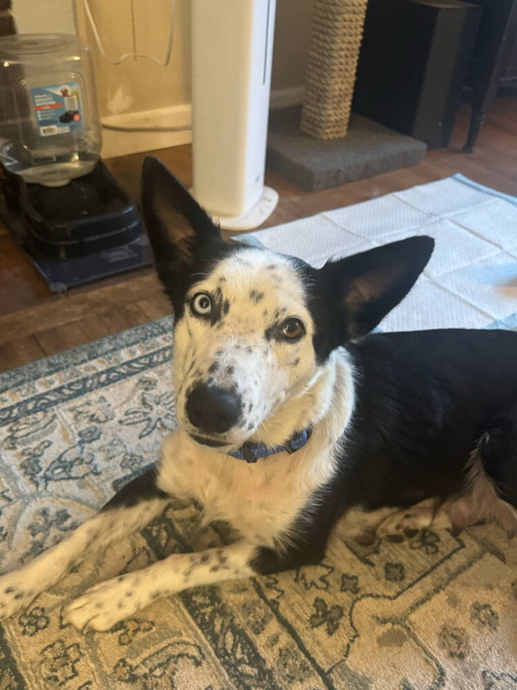 Heidi Macavoy, an adoptable Border Collie, Husky in Spokane, WA, 99207 | Photo Image 1