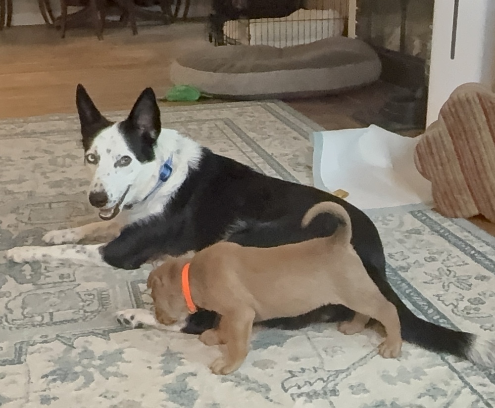 Heidi Macavoy, an adoptable Border Collie, Husky in Spokane, WA, 99207 | Photo Image 2