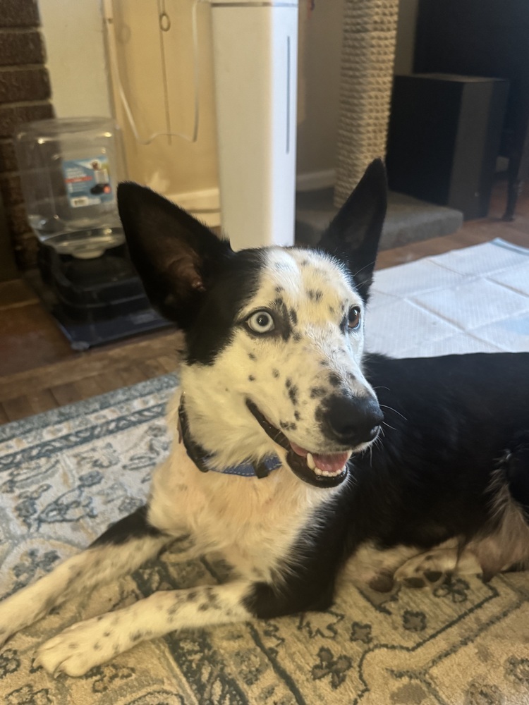 Heidi Macavoy, an adoptable Border Collie, Husky in Spokane, WA, 99207 | Photo Image 3