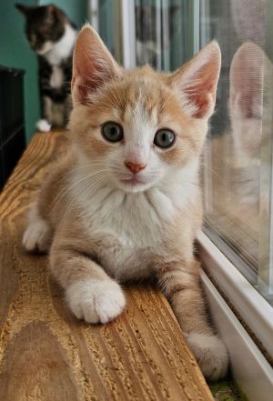 Preston, Baby Male Domestic Short Hair