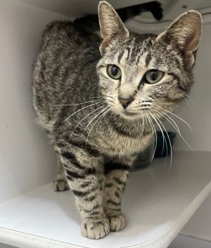 Pixie, Young Female Domestic Short Hair