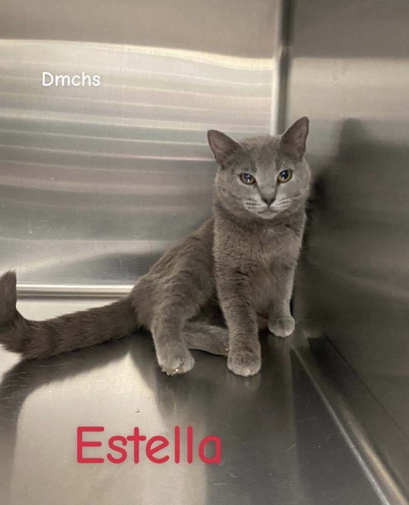 Estella
