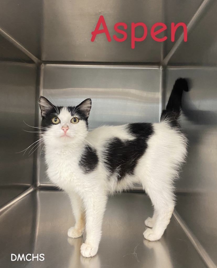 Aspen