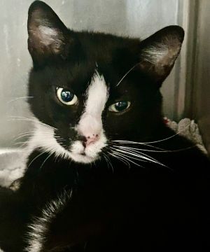Faith Hill, Young Female Domestic Short Hair