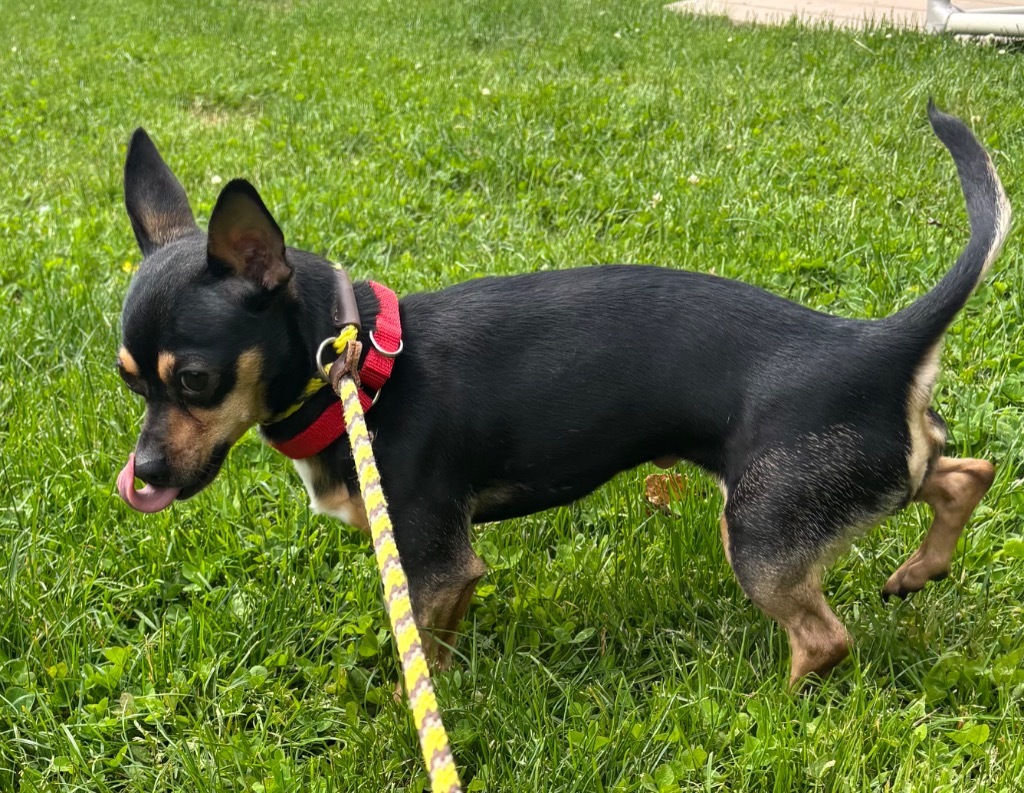 Gemma