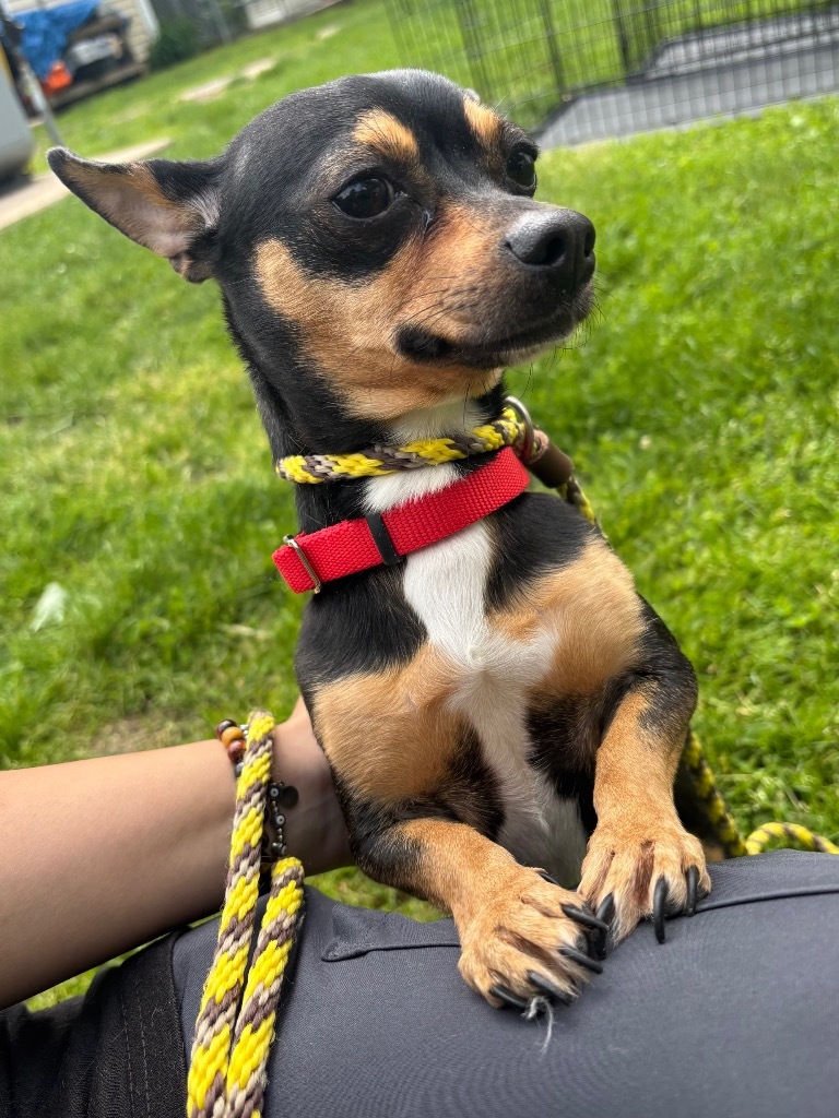 Gemma