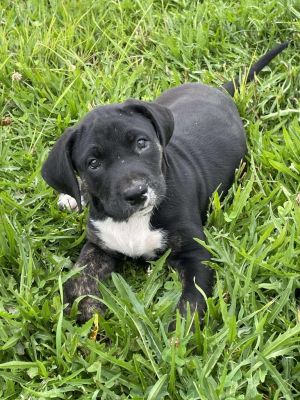 xena, Baby Female Labrador Retriever