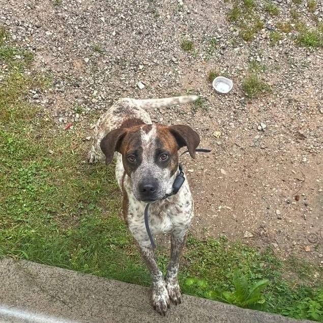 Tracker - Adoptable Awaiting S/N