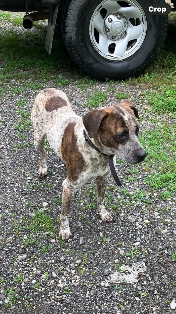 Tracker - Adoptable Awaiting S/N