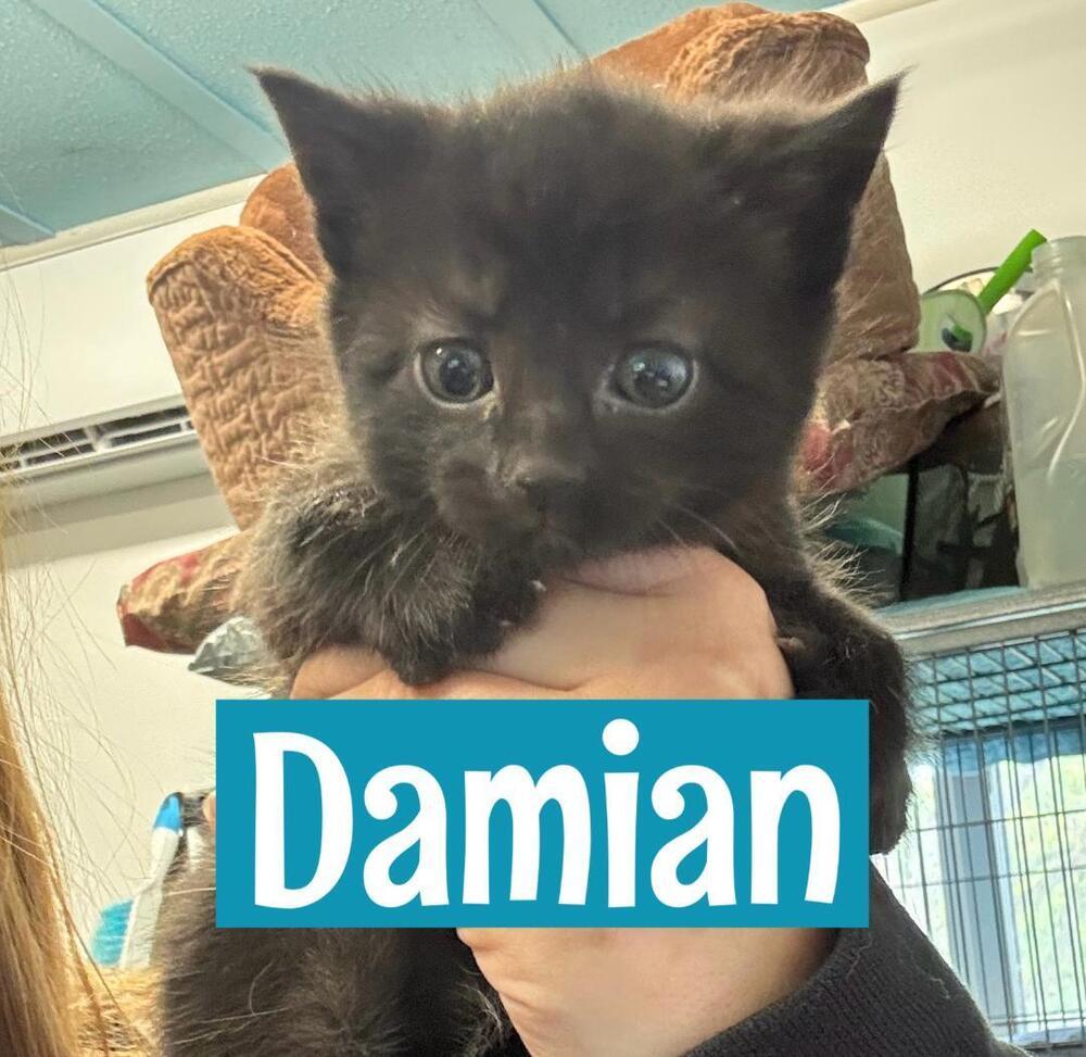Damian