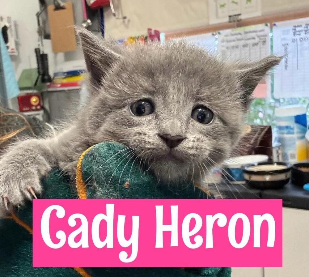 Cady Heron