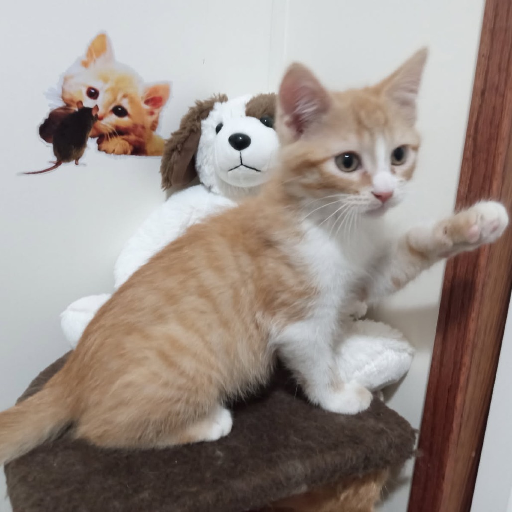 Fergus