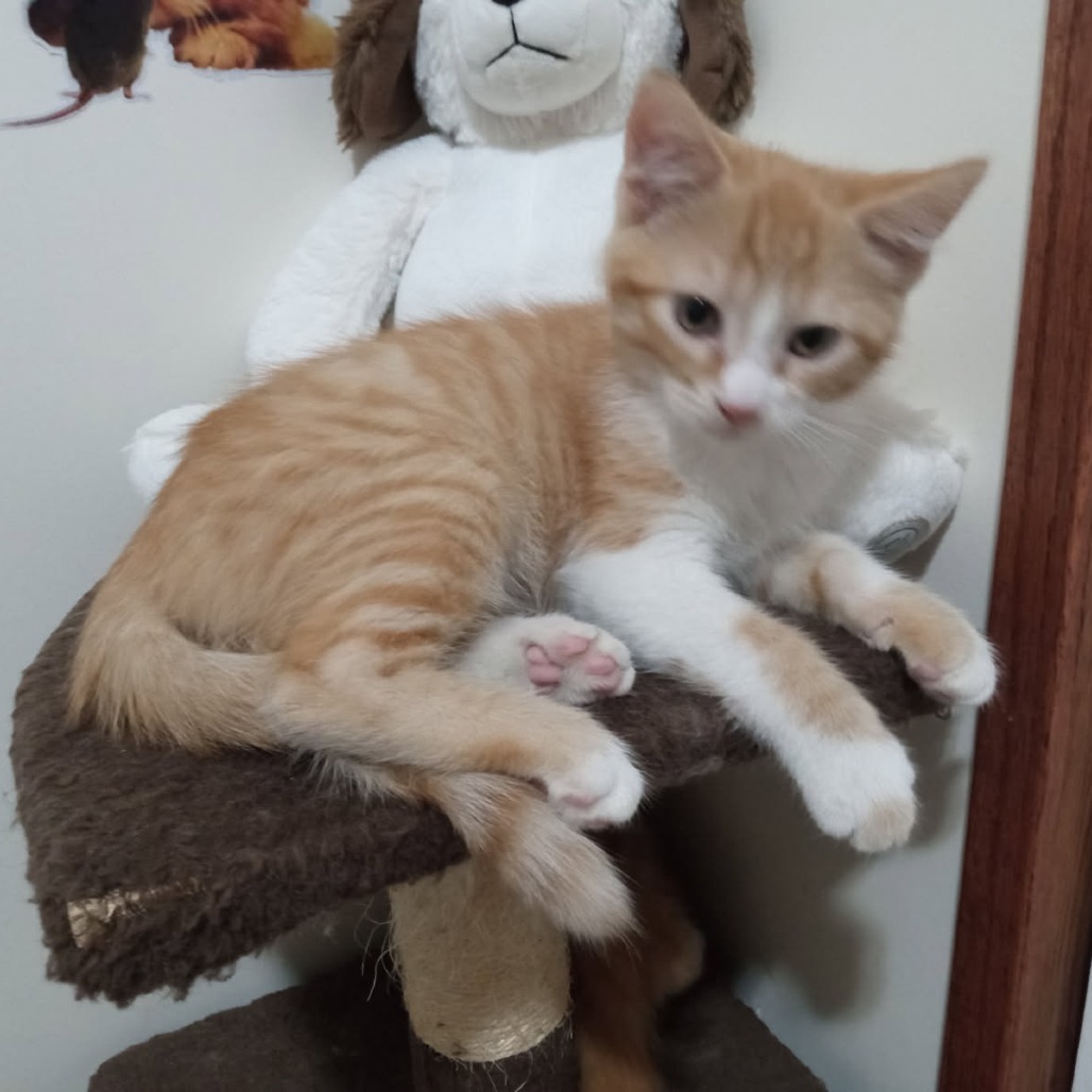 Fergus