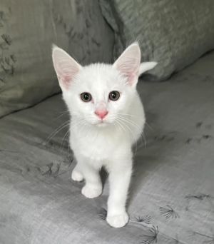 Soapstone Domestic Short Hair Cat