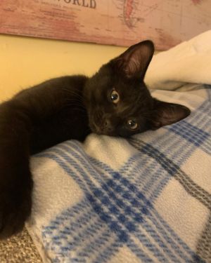 Epizote Domestic Short Hair Cat