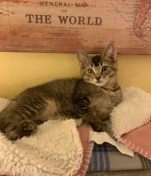 French Sorrel Domestic Short Hair Cat